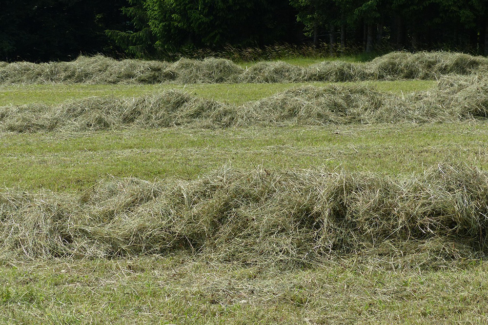 Vers gras voeren: benutting van eigen grasproductie