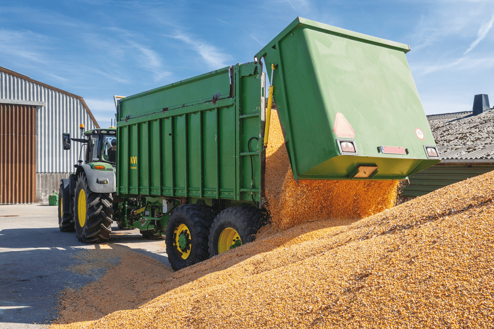 Vroege maïsoogst 2025: eerste inzichten uit het veld en de voederanalyse