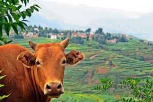 Koersverandering China: meer import van wei, maar minder van zuivelproducten