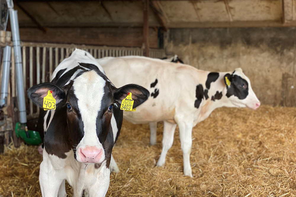 Invloed van spenen en scheiden op de voeropname en melkproductie van melkkoeien