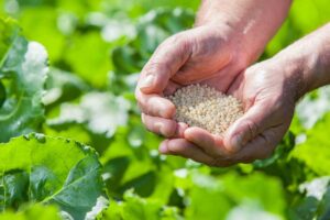 Is urine straks bruikbaar als kunstmestvervanger?