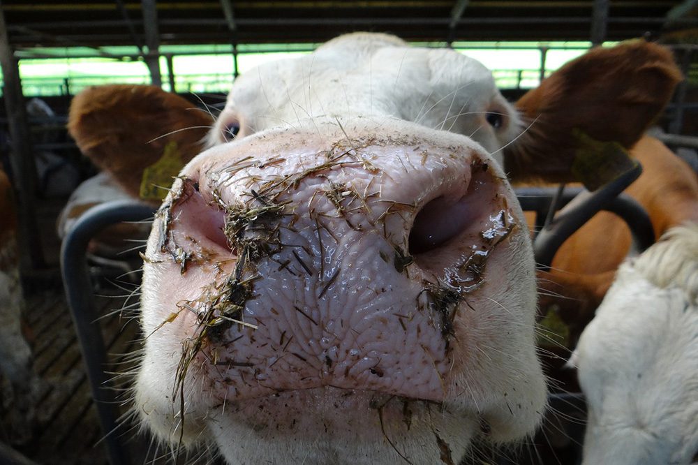 Wetenschappelijk Comité: “Volledige vaccinatiestop tegen IBR nog niet verantwoord”