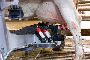 Bimodaliteit uitgelegd: Wat het betekent voor jouw melkveebedrijf