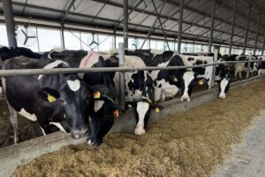 Oekraïense zuivelsector beweegt richting EU-normen