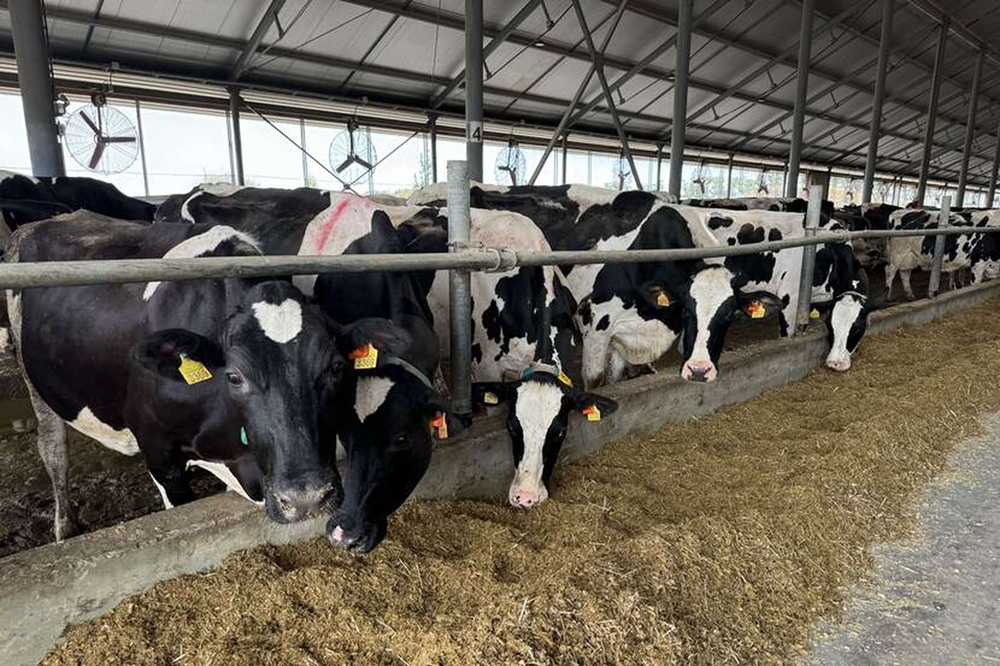 Oekraïense zuivelsector beweegt richting EU-normen