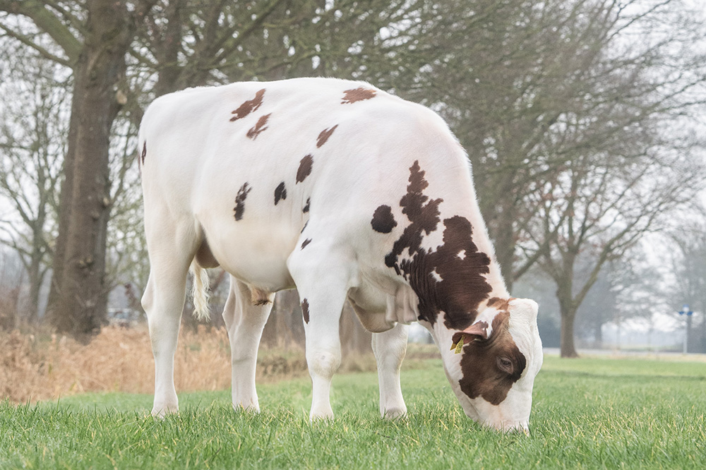 Elevate hoogste NVI stier met kalveren in Nederland