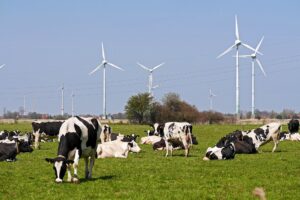 Zit er nog toekomst in de melkveehouderij? 79% zegt van wel