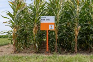 Acht nieuwe maisrassen op de Belgische rassenlijst