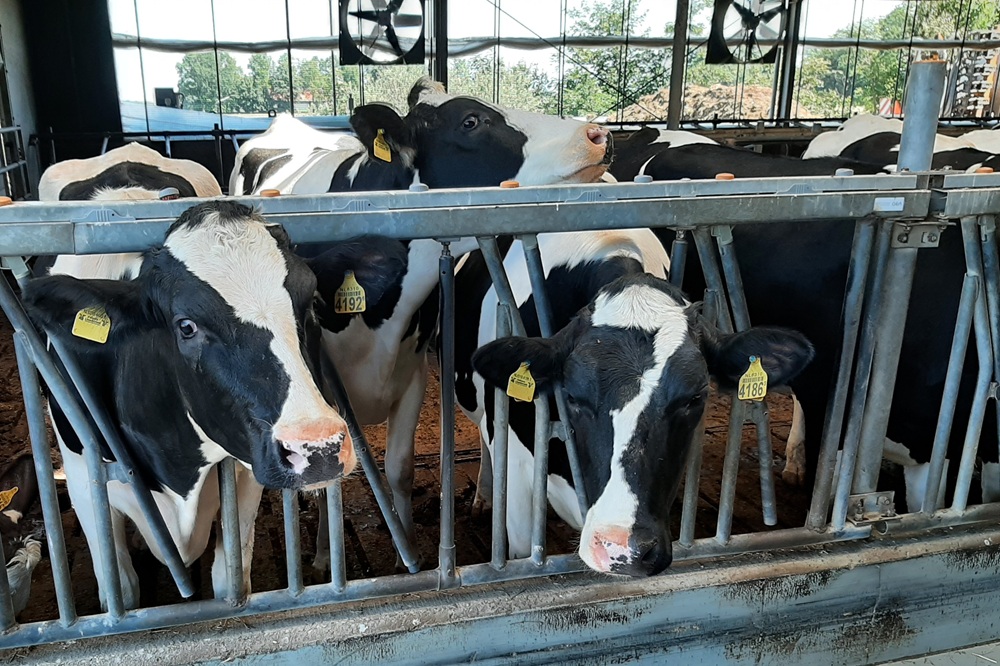 21 procent van de melkveehouders heeft jongvee op ander bedrijf staan