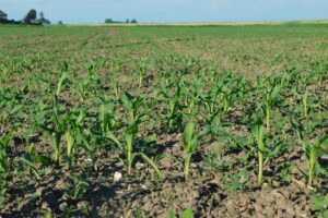 Driejarig proefprotocol moet maisproeven in België versterken