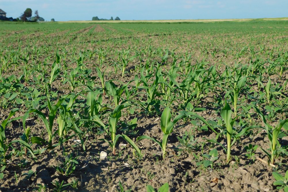 Driejarig proefprotocol moet maisproeven in België versterken