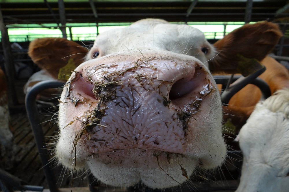 MKZ-uitbraken vastgesteld in Noord-Cyprus