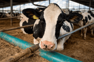 Koepon viert prestaties: focus op gezondheid levert steeds meer honderdtonners op