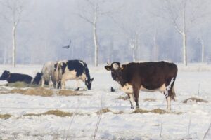 "Jaarrond beweiden past perfect op ons bedrijf"