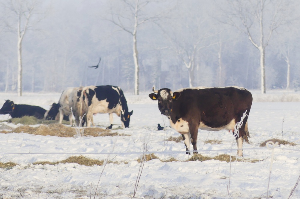 "Jaarrond beweiden past perfect op ons bedrijf"
