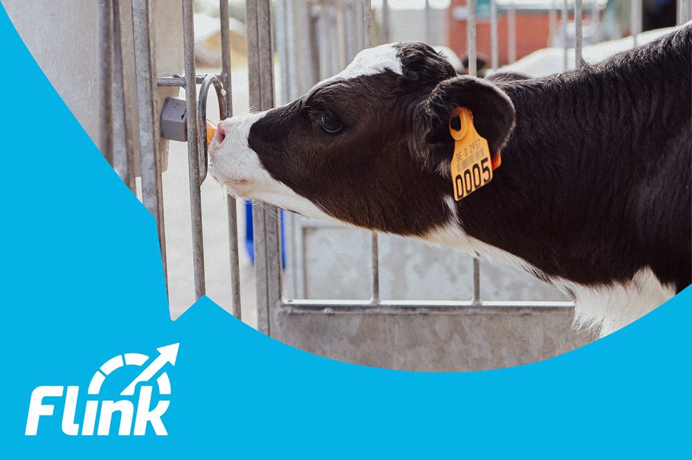 Brandpartner Melkveebedrijf: Fransen Gerrits dienst Flink kalveropfok