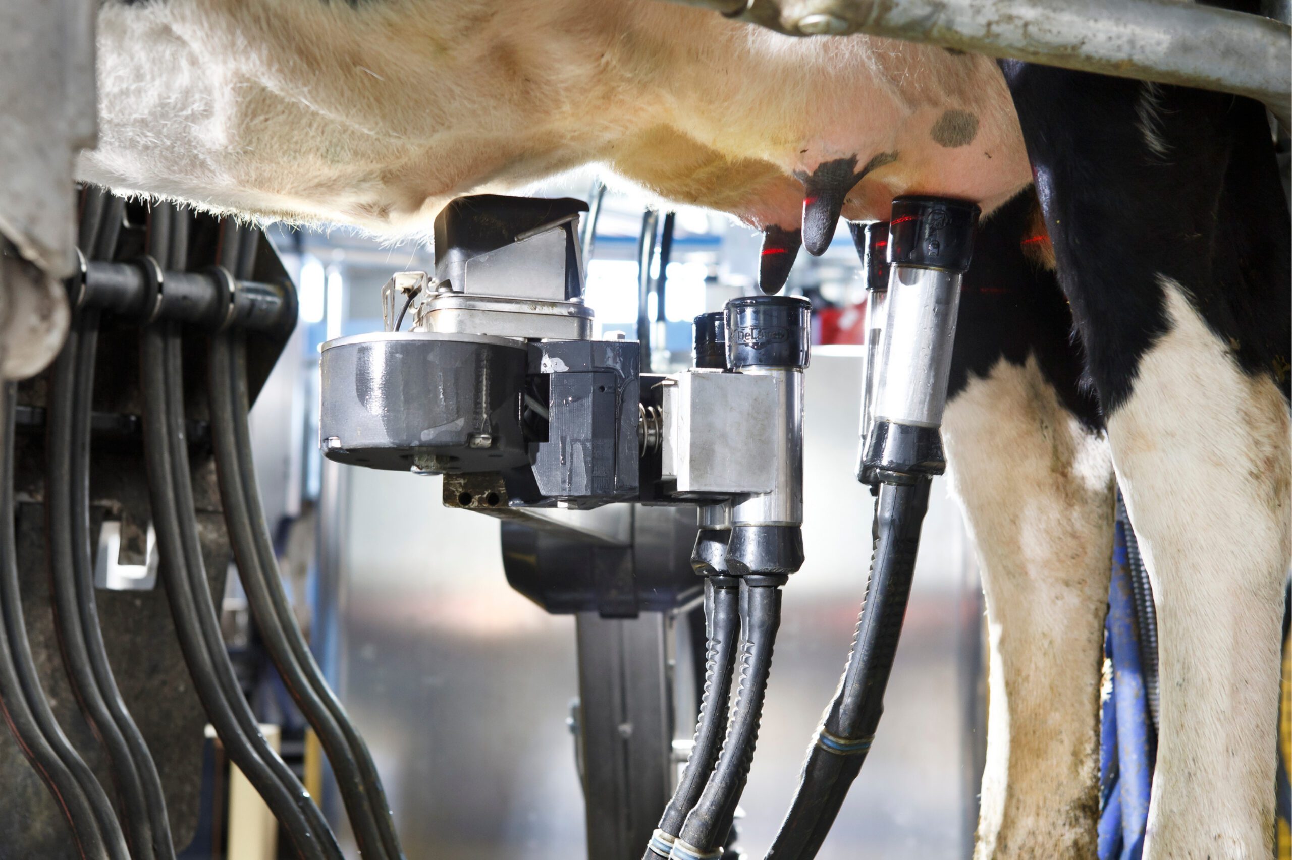 Vakpartner Melkveebedrijf: Fransen Gerrits - dienst Robotmelken