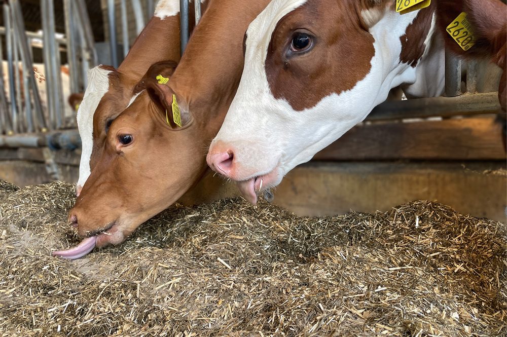 Brandpartner Melkveebedrijf: Fransen Gerrits product dienst Rundveemineralen