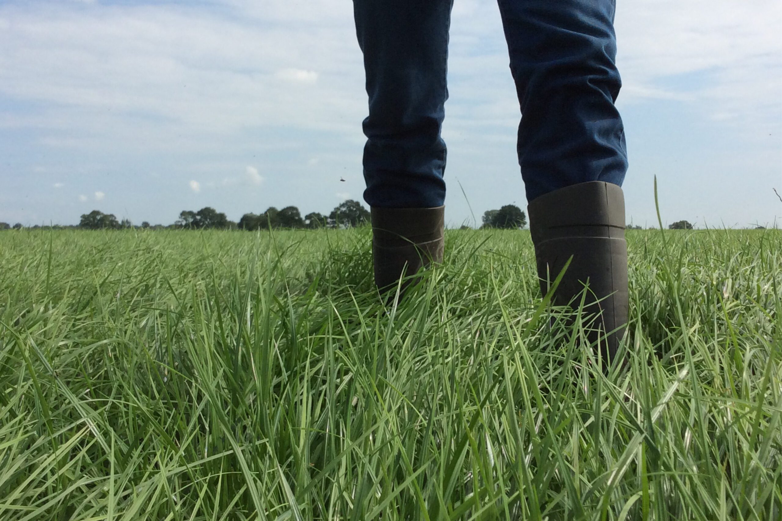 Brandpartner Melkveebedrijf: Fransen Gerrits product Ruwvoerteelt en kunstmest