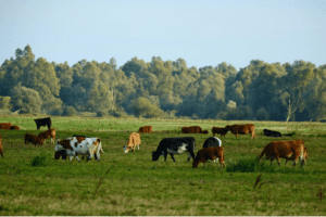 Afwijkende referentie 2021 voor melkveehouders?