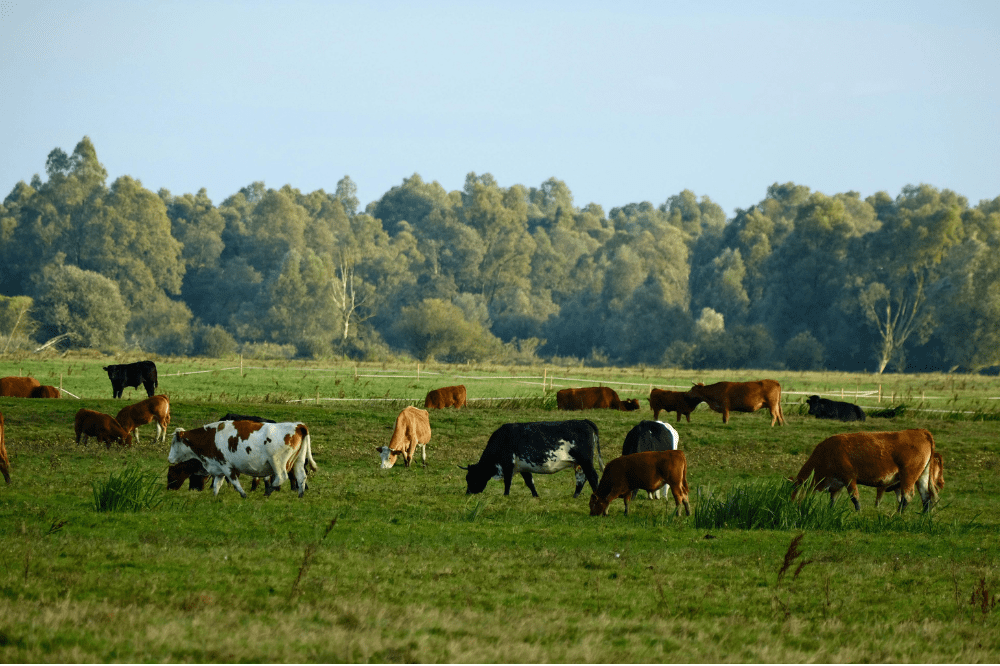 Afwijkende referentie 2021 voor melkveehouders?