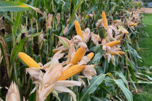 Driehonderd maïsvariëteiten in België: hoe Seed@bel en Varmabel landbouwers wegwijs maken