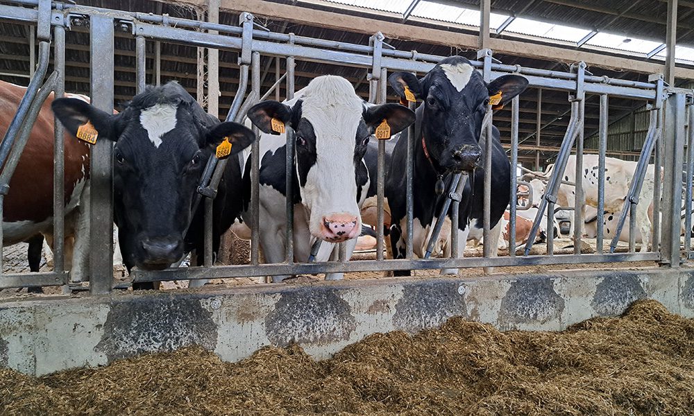 “IBR-situatie in Vlaanderen escaleert”