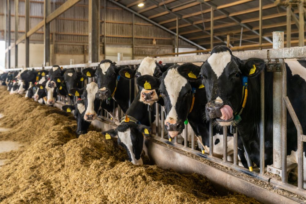 Zorg dat uw veestapel gezond, productief en winstgevend blijft, ook tijdens moeilijke marktomstandigheden