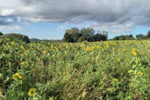 Faunamengsels en faunavoedselgewas: zo verlaag je de onkruiddruk