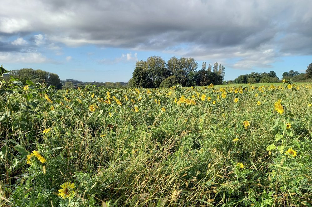 Faunamengsels en faunavoedselgewas: zo verlaag je de onkruiddruk