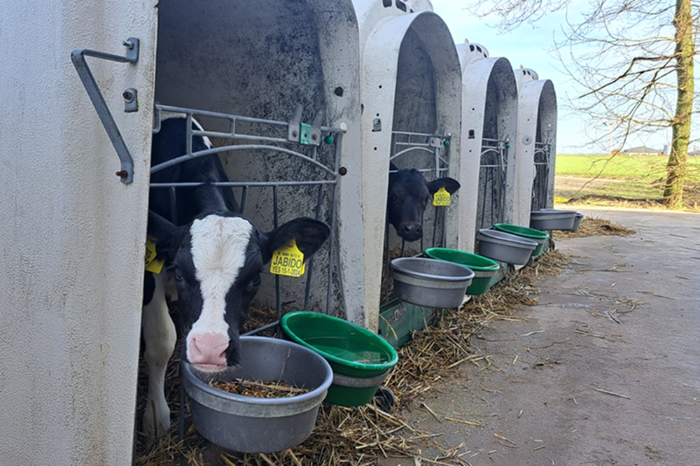 Knabbeltje kan wonderen doen bij het jonge kalf