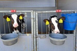 "Vaak is de pens er op het moment van spenen nog niet klaar voor"