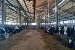 Familiebedrijf Drietelaar: “De koe is beperkend, de liters melk niet.”