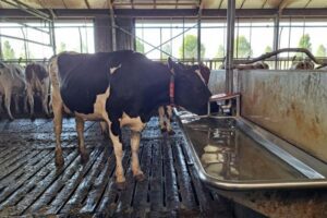 GD: ‘Kwaliteit veedrinkwater op 44 procent van de melkveebedrijven nog niet optimaal’