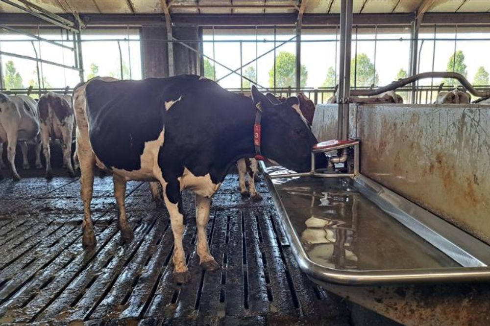 GD: ‘Kwaliteit veedrinkwater op 44 procent van de melkveebedrijven nog niet optimaal’