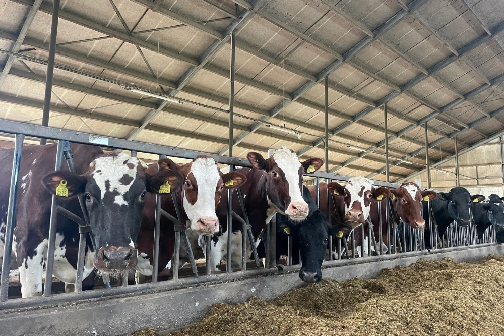 Smakelijk ruwvoer zorgt voor een betere voeropname, wat ten goede komt aan de melkproductie, voerefficiëntie en diergezondheid