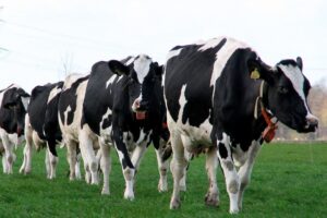 Waarom daalt het melkvetgehalte in het voorjaar?