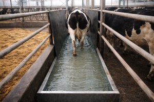 5 praktische tips om Mortellaro onder controle te houden