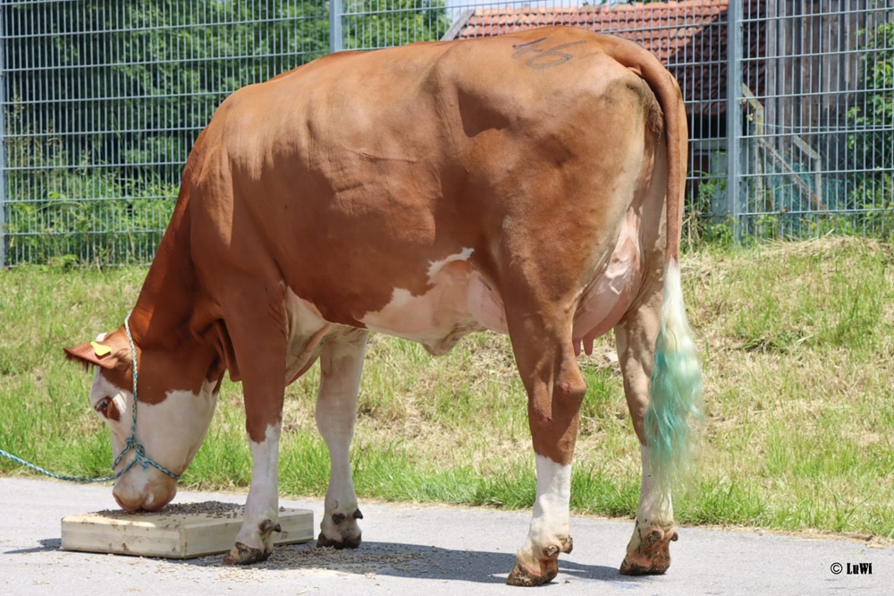 “Wereldwijde vraag stuwt prijzen dubbeldoel naar recordhoogte”