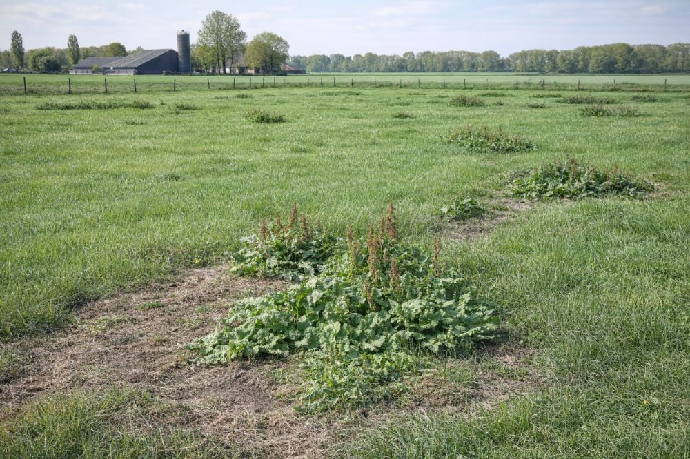 Ridderzuring richting eerste snede: ingrijpen of nog even laten staan?