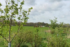 Voederhagen op melkveebedrijven: kansrijk ruwvoer of vooral extra werk?
