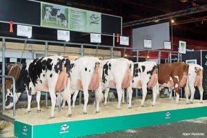 Nieuwe topstieren bij K.I. Kampen