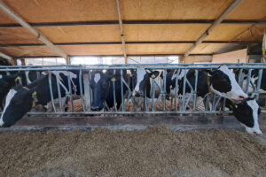 “Voersaldo per koe laat zien of je op de juiste weg zit”