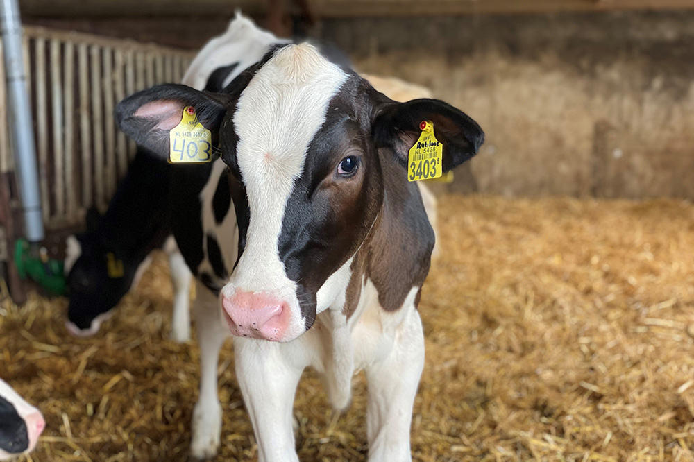 Kalveren reageren sterk op vaste voerpatronen volgens onderzoek van Topcalf