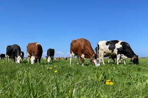 Draadloos beweiden bij Aeres Farm: “Het is een enorme arbeidsbesparing”