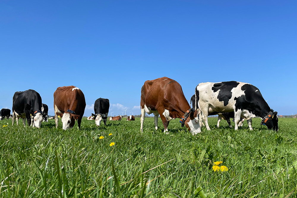 Draadloos beweiden bij Aeres Farm: “Het is een enorme arbeidsbesparing” 