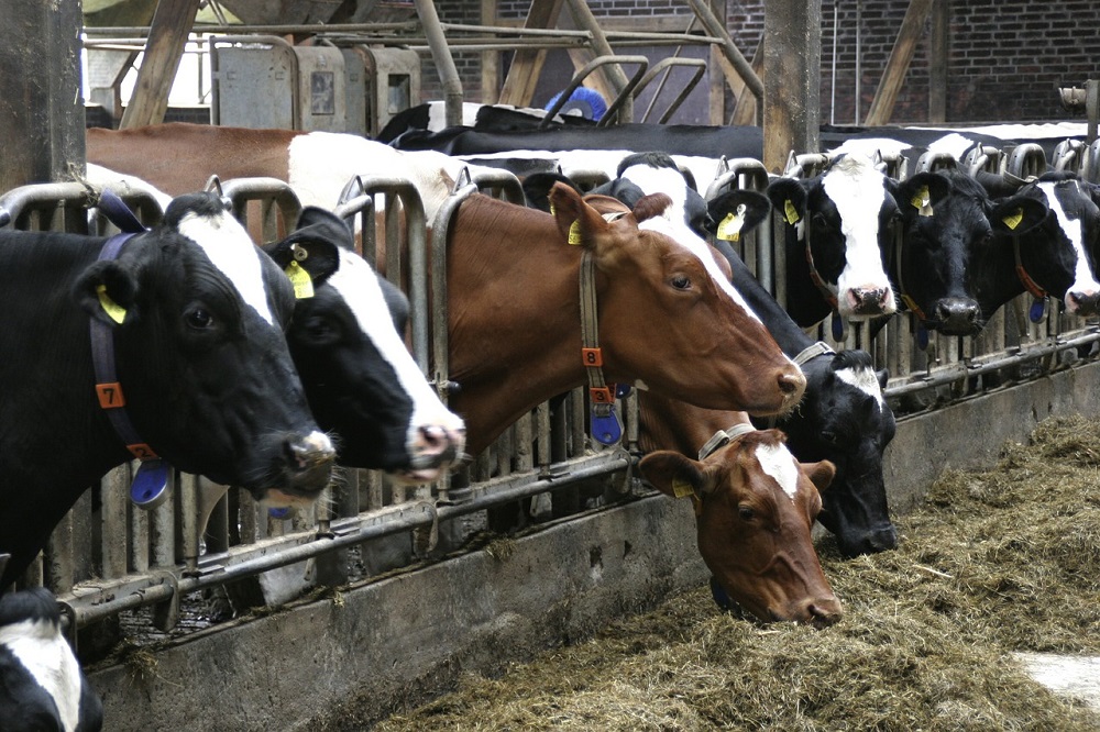 Nieuwe gevallen van lumpy skin disease in Sardinië vastgesteld