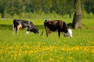 Nieuwe gevallen van lumpy skin disease in Sardinië vastgesteld