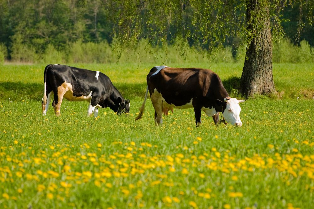 Nieuwe gevallen van lumpy skin disease in Sardinië vastgesteld
