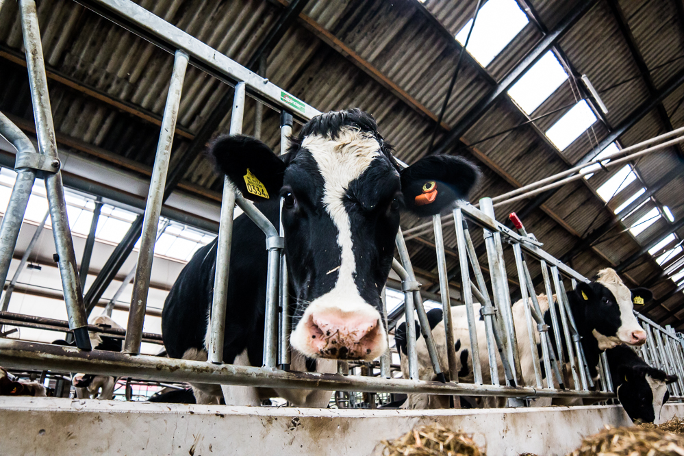 Nieuw voeradditief met probiotica beschikbaar voor melkkoeien 